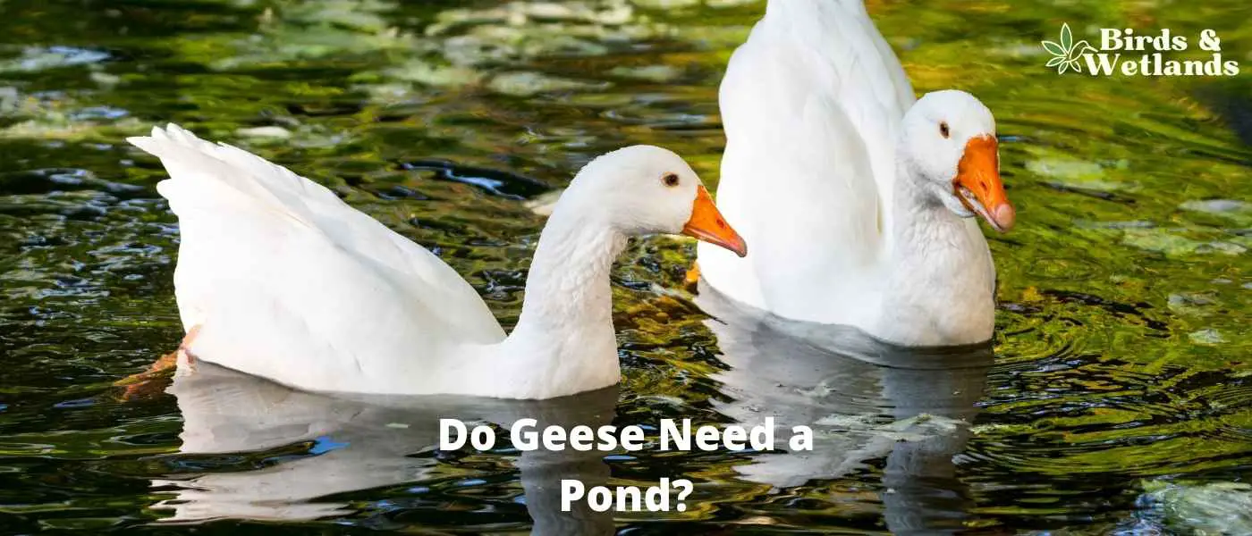 Do Geese Need a Pond?