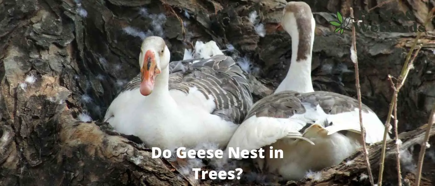 Do Geese Nest in Trees