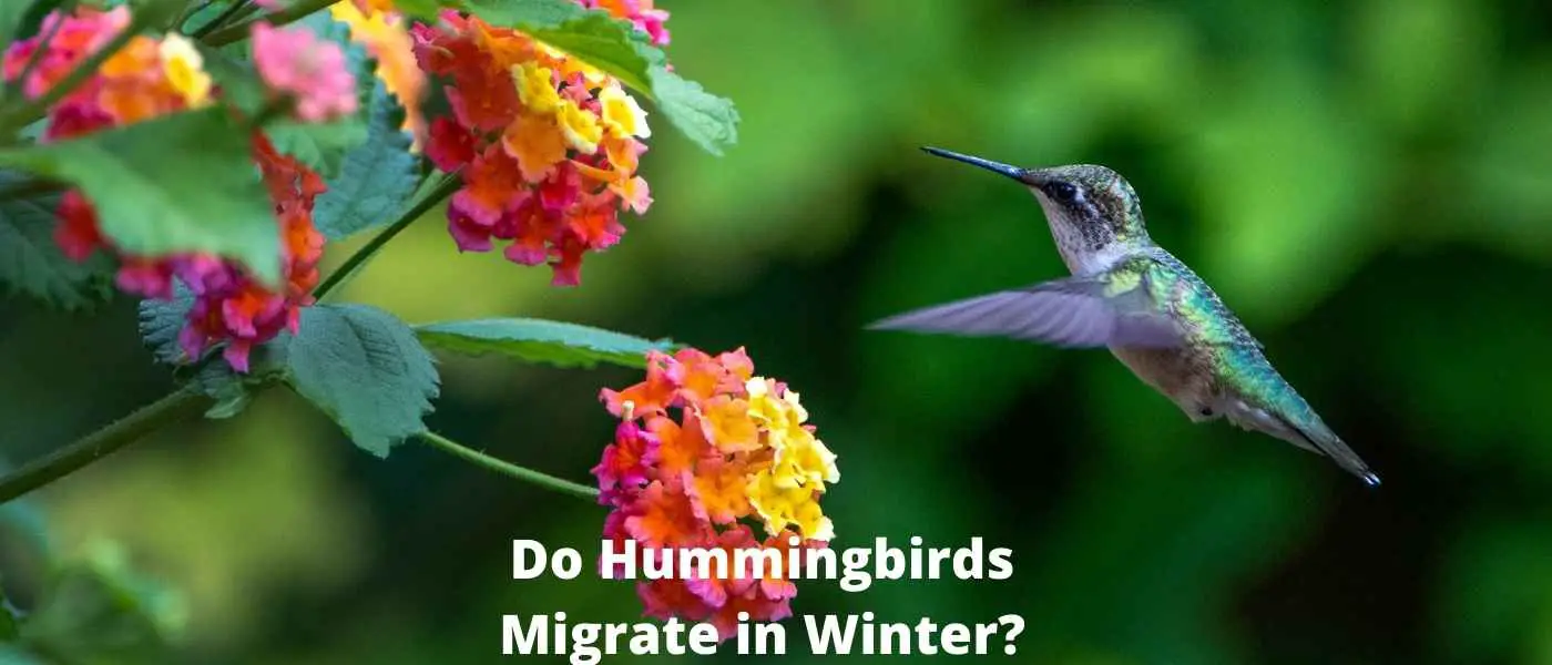 Do Hummingbirds Migrate in Winter