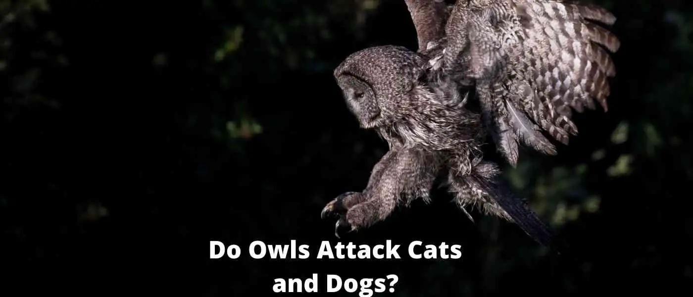 Do Owls Attack Cats and Dogs