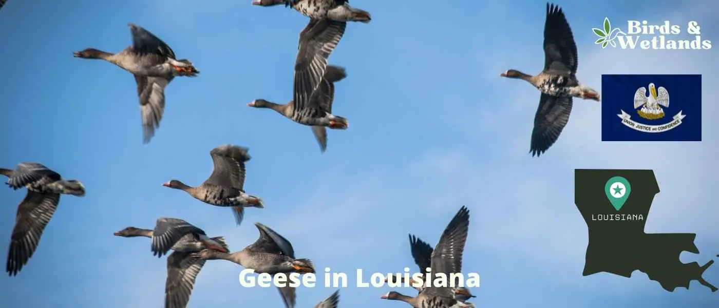 Geese in Louisiana