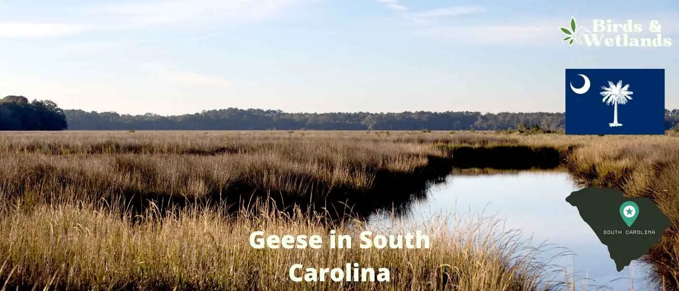 Geese in South Carolina
