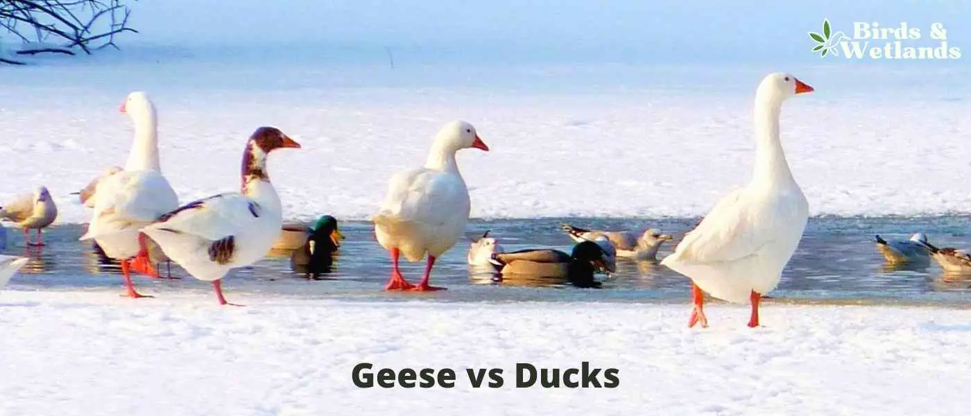Geese vs Ducks