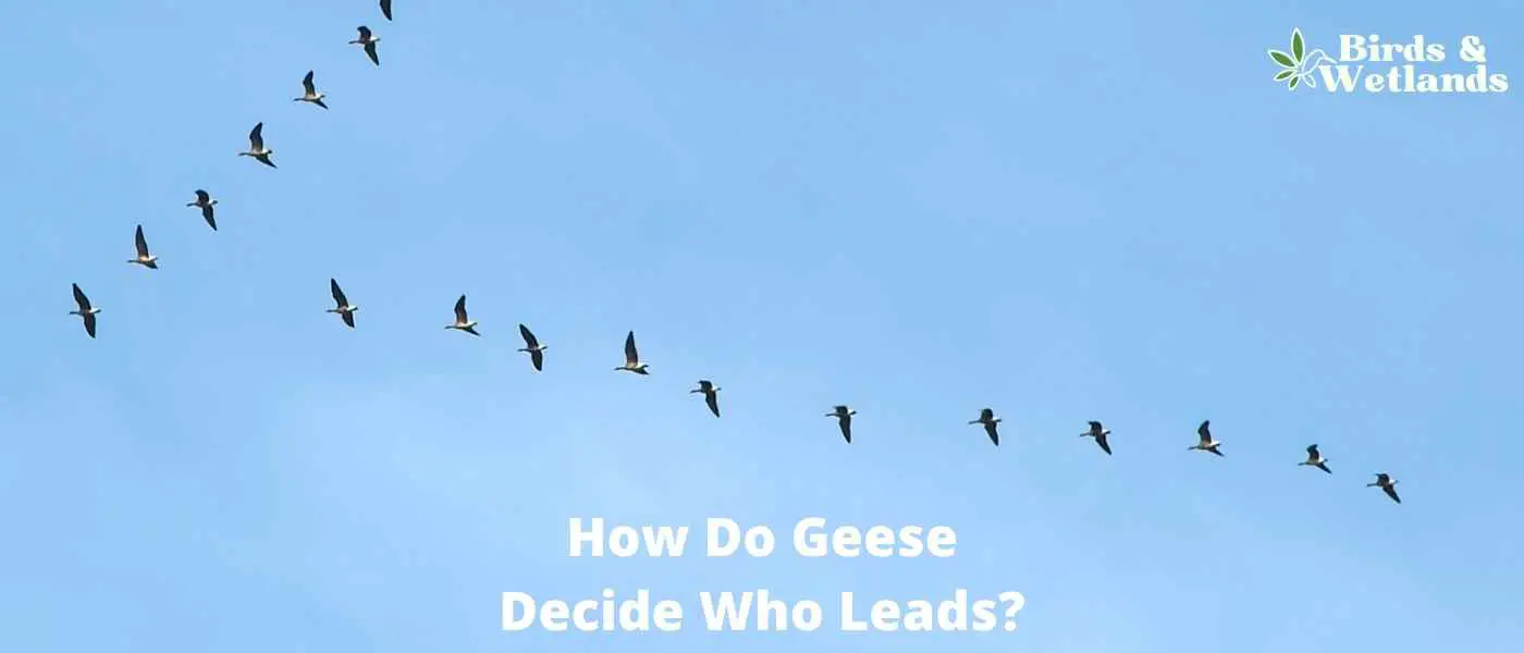 How Do Geese Decide Who Leads?