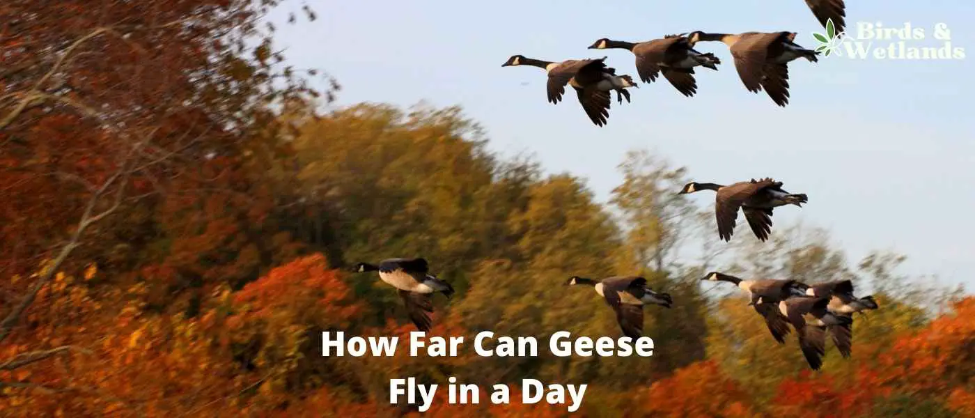How Far Can Geese Fly in a Day