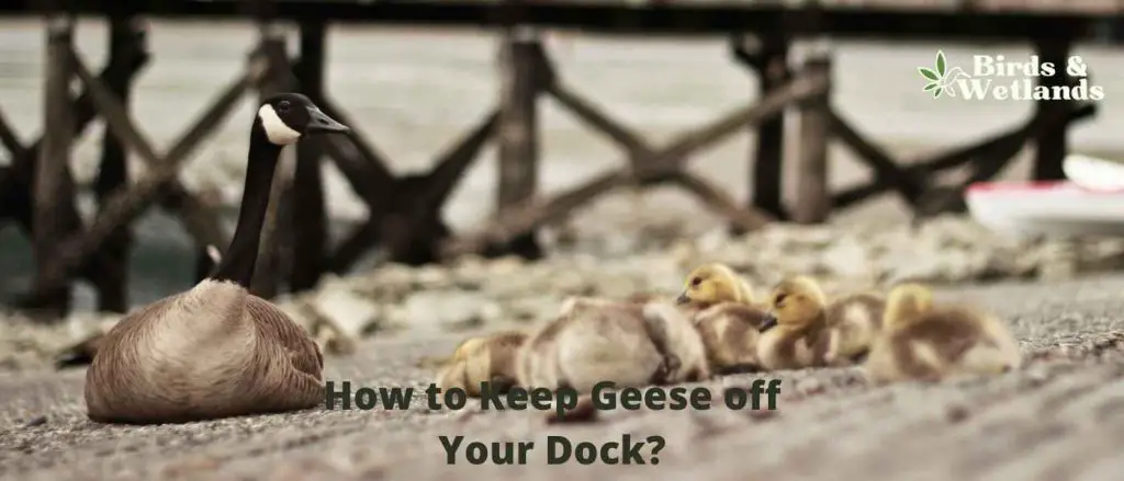 How to Keep Geese off Your Dock