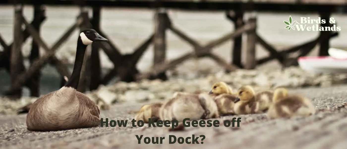How to Keep Geese off Your Dock?