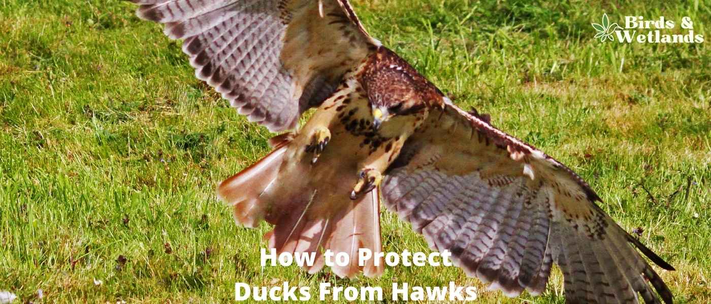 How to Protect Ducks From Hawks