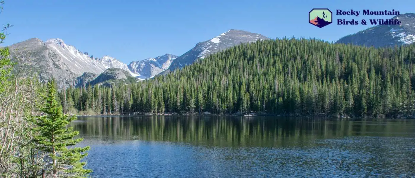 Rocky Mountains Birds