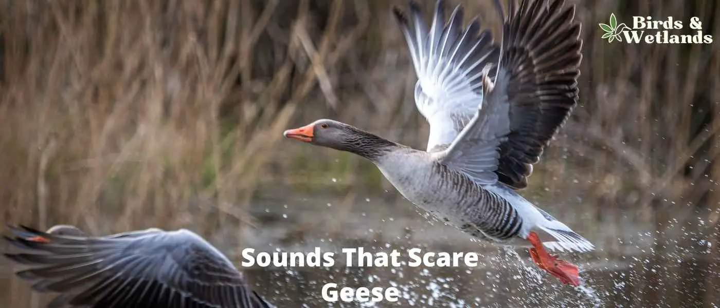 Sounds That Scare Geese