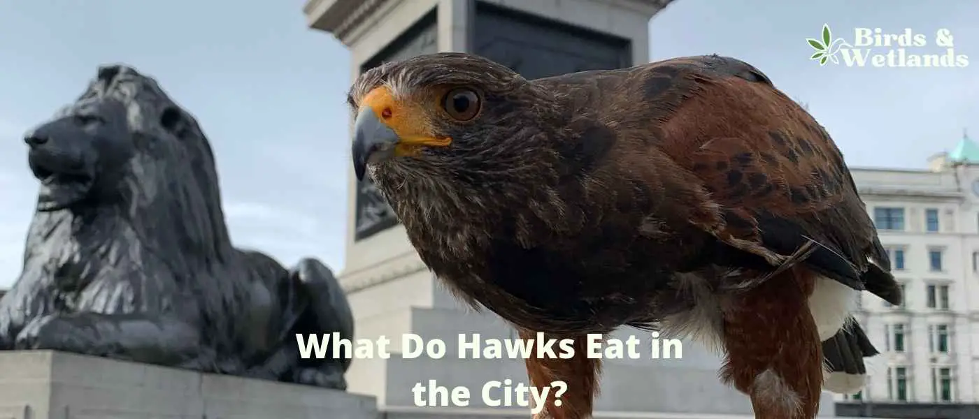 What Do Hawks Eat in the City?