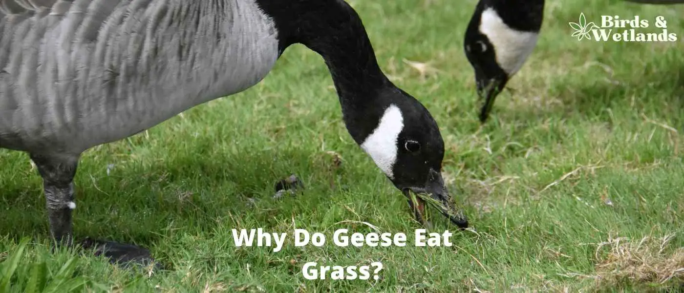 Why Do Geese Eat Grass