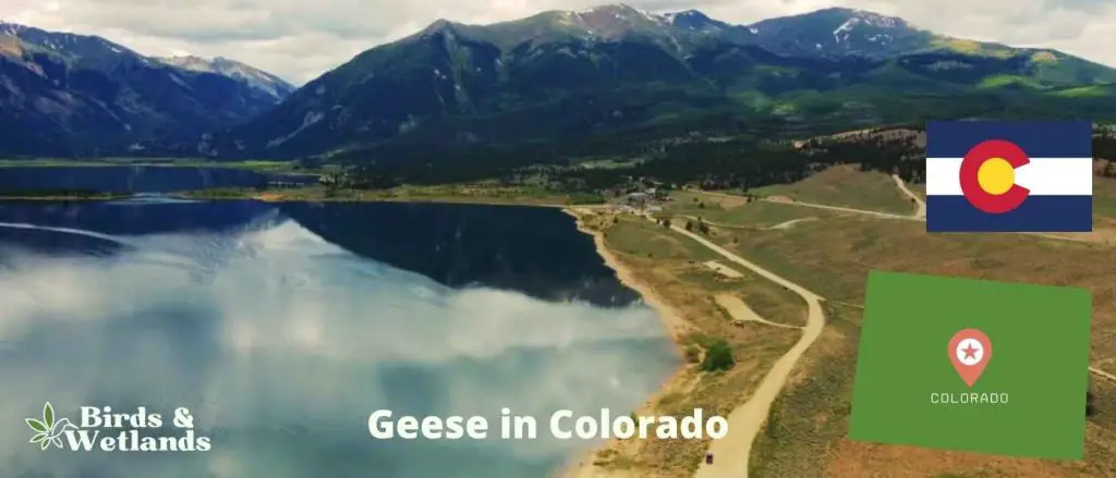 Geese in Colorado