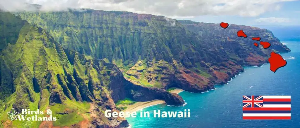 Geese in Hawaii