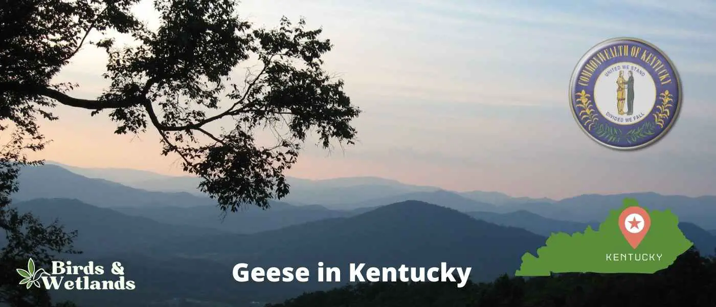 Geese in Kentucky