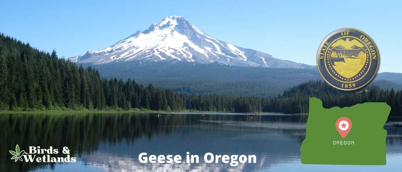 Geese in Oregon