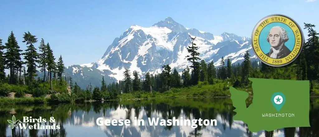 Geese in Washington