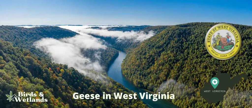 Geese in West Virginia