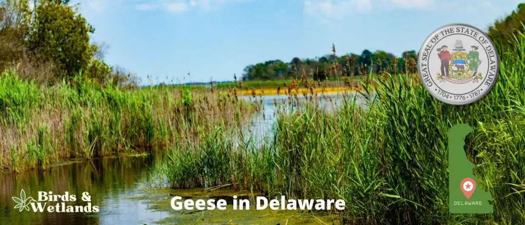 Geese in Delaware