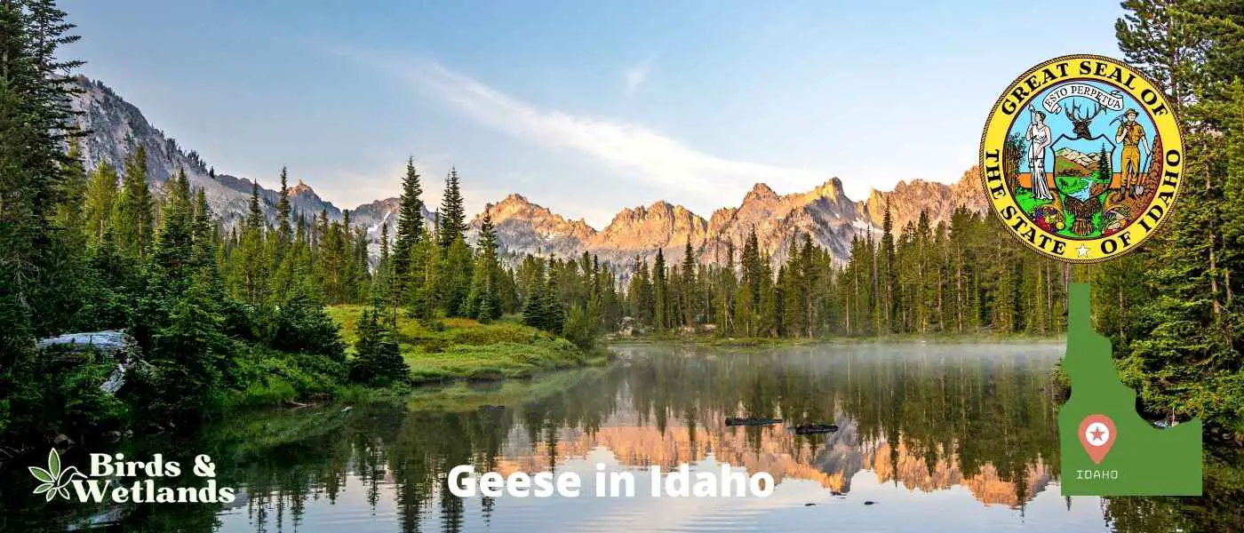 Geese in Idaho