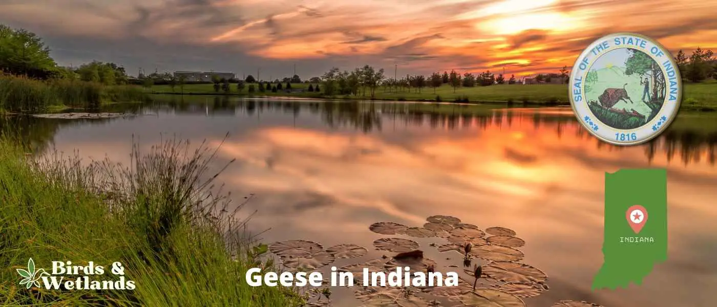 Geese in Indiana