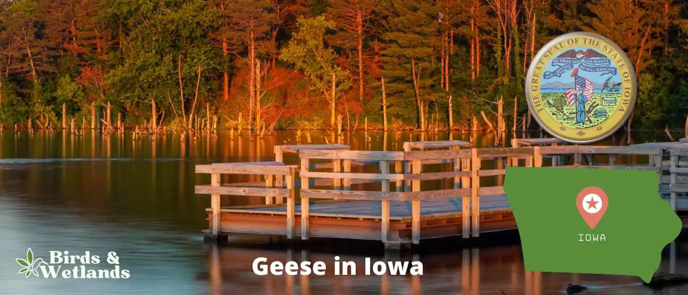 Geese in Iowa