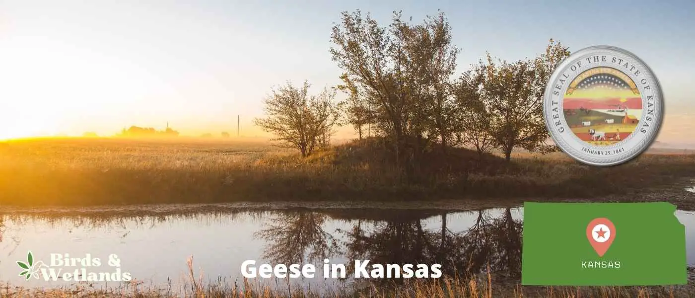 Geese in Kansas