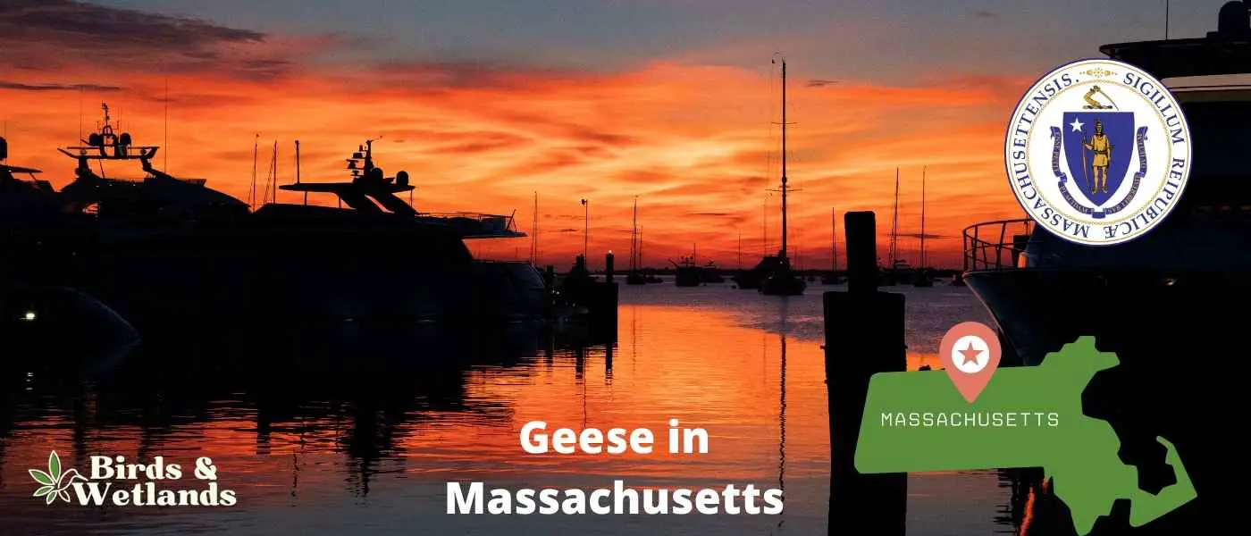 Geese in Massachusetts