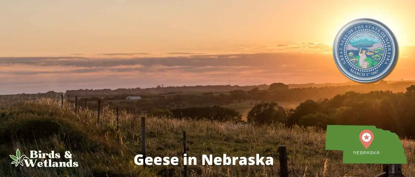Geese in Nebraska