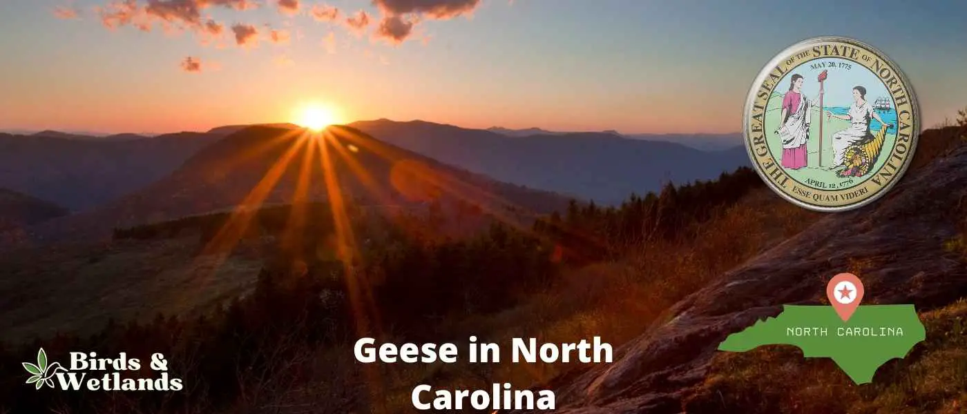 Geese in North Carolina