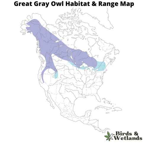 12 Must See Owls in Minnesota - Birds & Wetlands