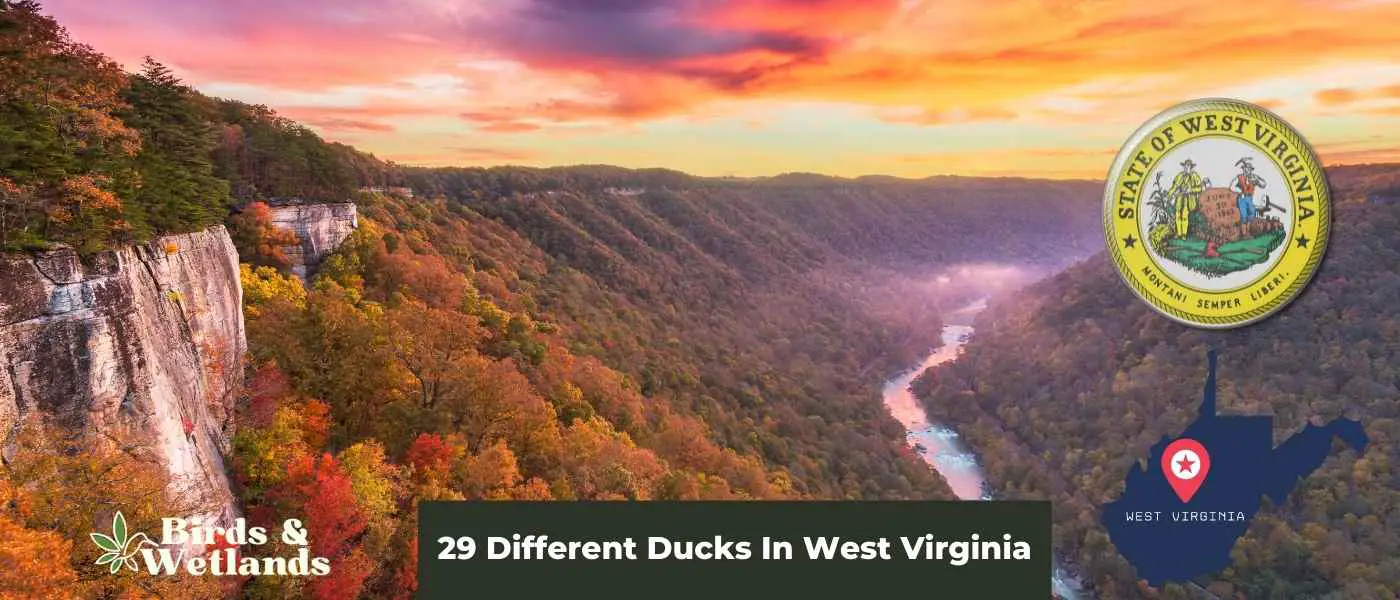 29 Different Ducks In West Virginia