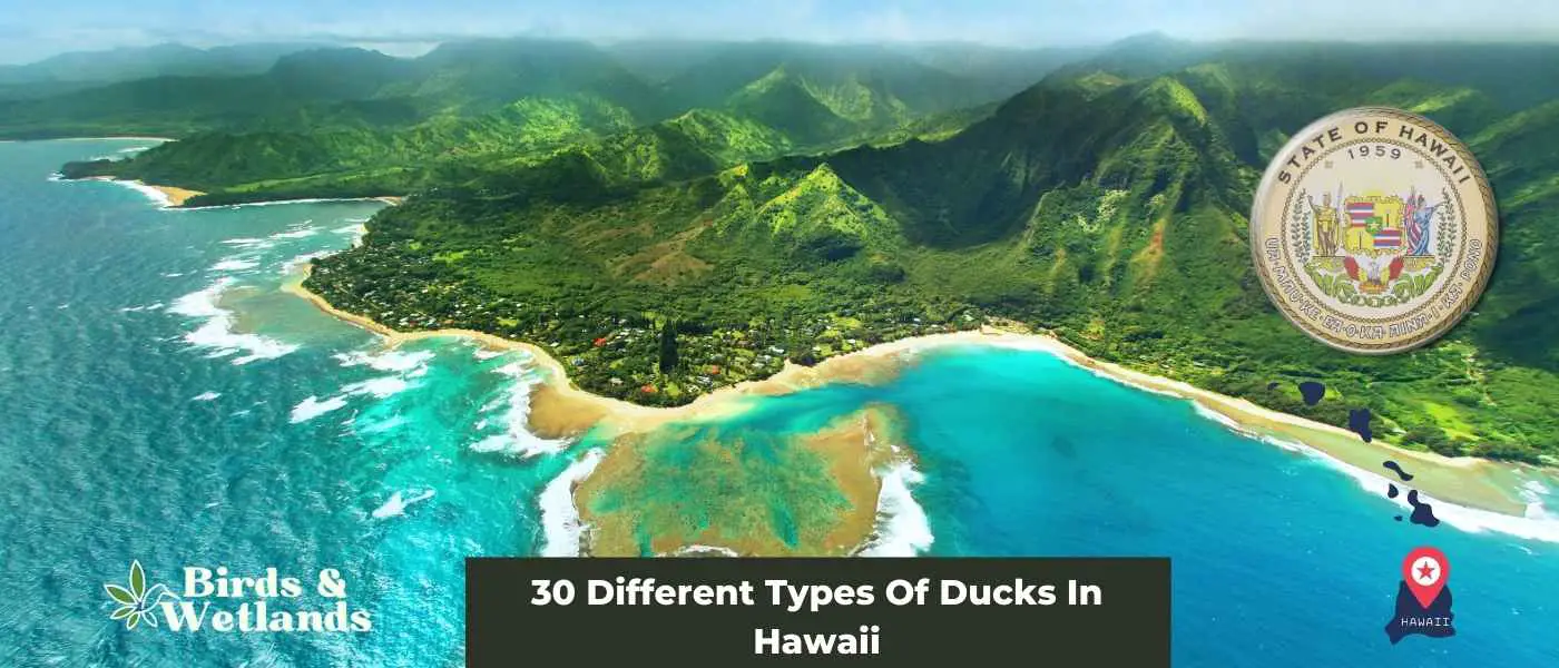 30 Different Types Of Ducks In Hawaii