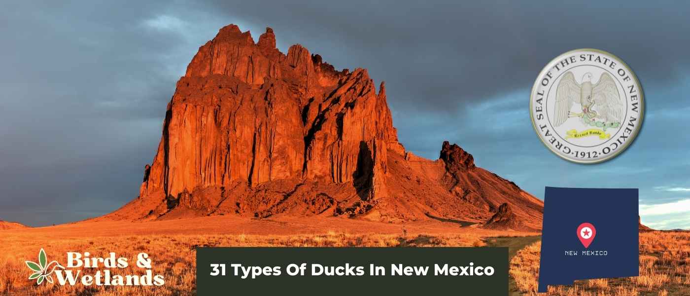31 Types Of Ducks In New Mexico