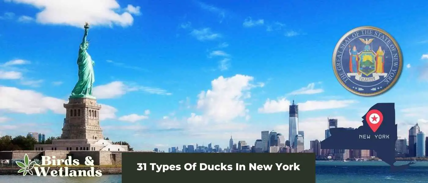 31 Types Of Ducks In New York
