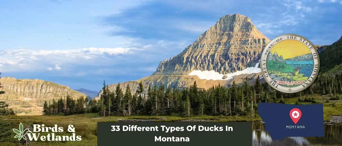 33 Different Types Of Ducks In Montana
