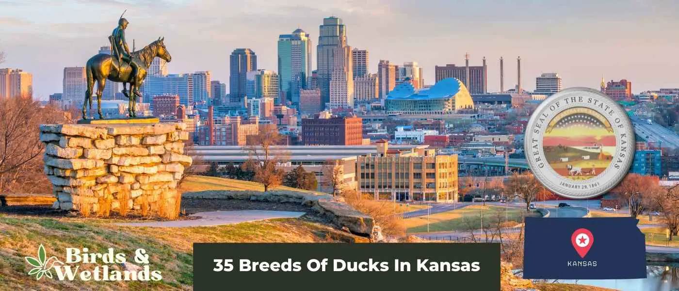 35 Breeds Of Ducks In Kansas
