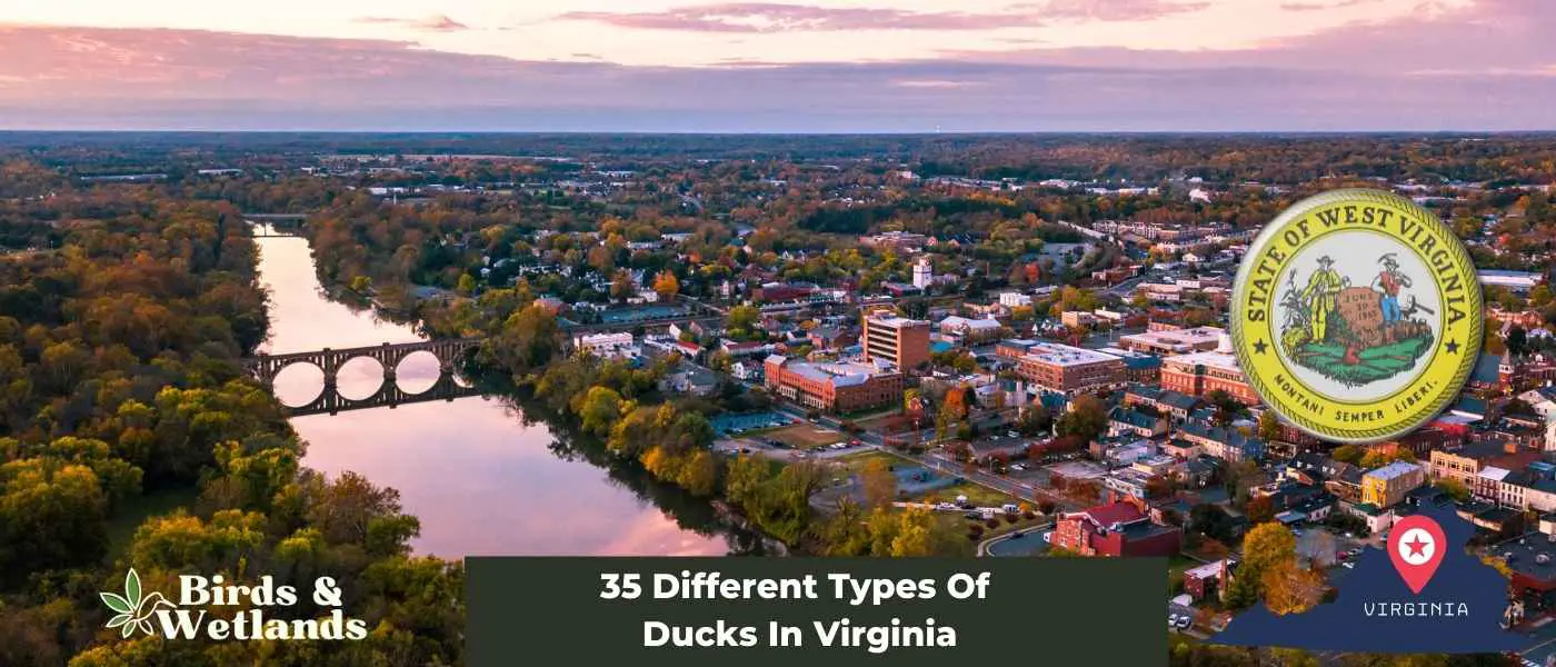 35 Different Types Of Ducks In Virginia