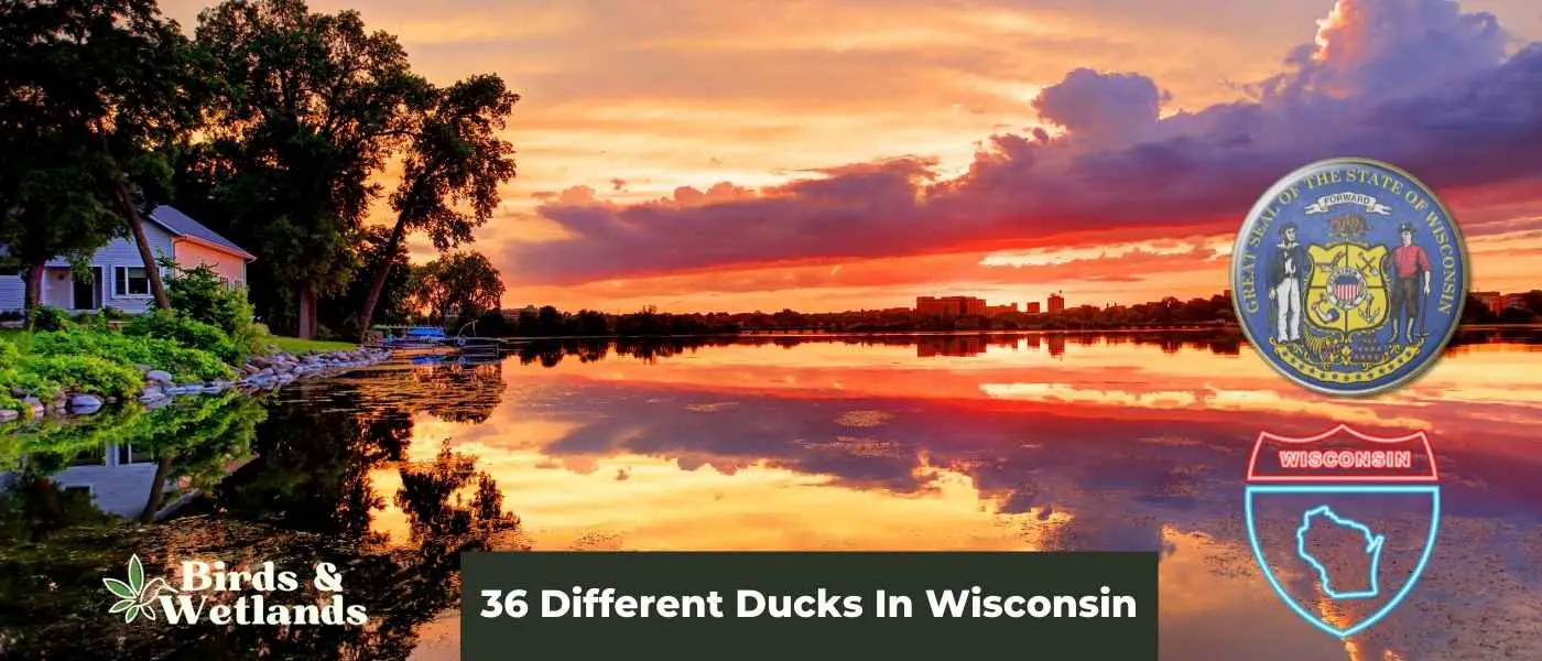 36 Different Ducks In Wisconsin