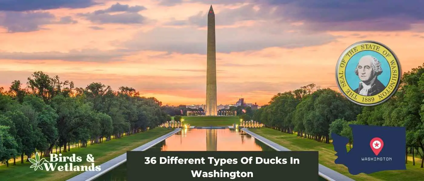 36 Different Types Of Ducks In Washington