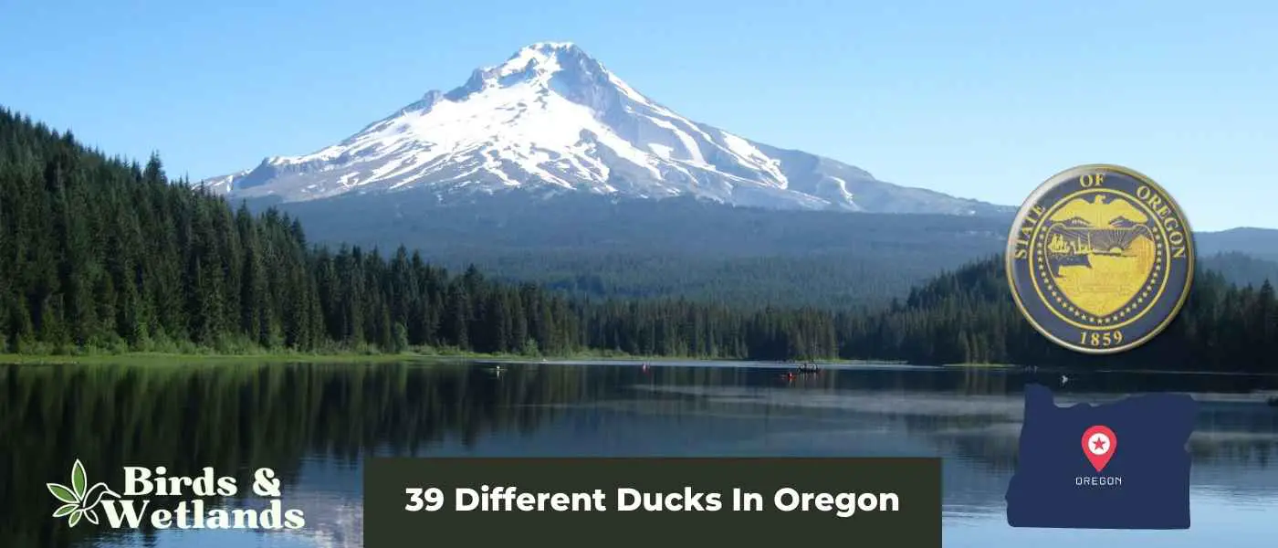 39 Different Ducks In Oregon