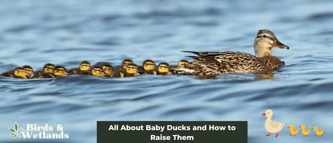 All About Baby Ducks and How to Raise Them