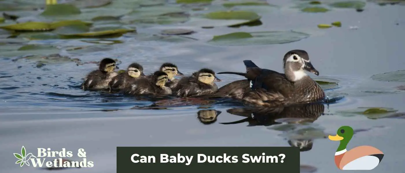 Can Baby Ducks Swim?
