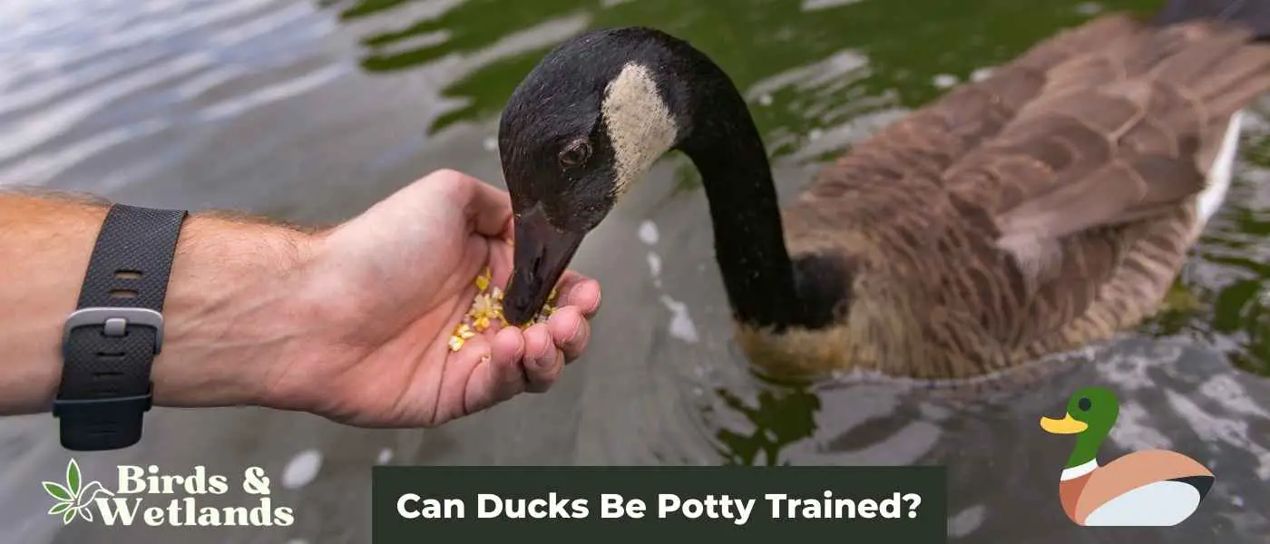 Can Ducks Be Potty Trained?
