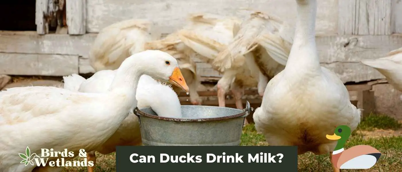 Can Ducks Drink Milk