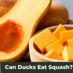 Squash the Rumors: Can Ducks Eat Squash?