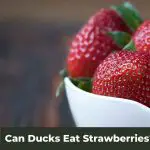 Berry Good or Berry Bad? Can Ducks Eat Strawberries?