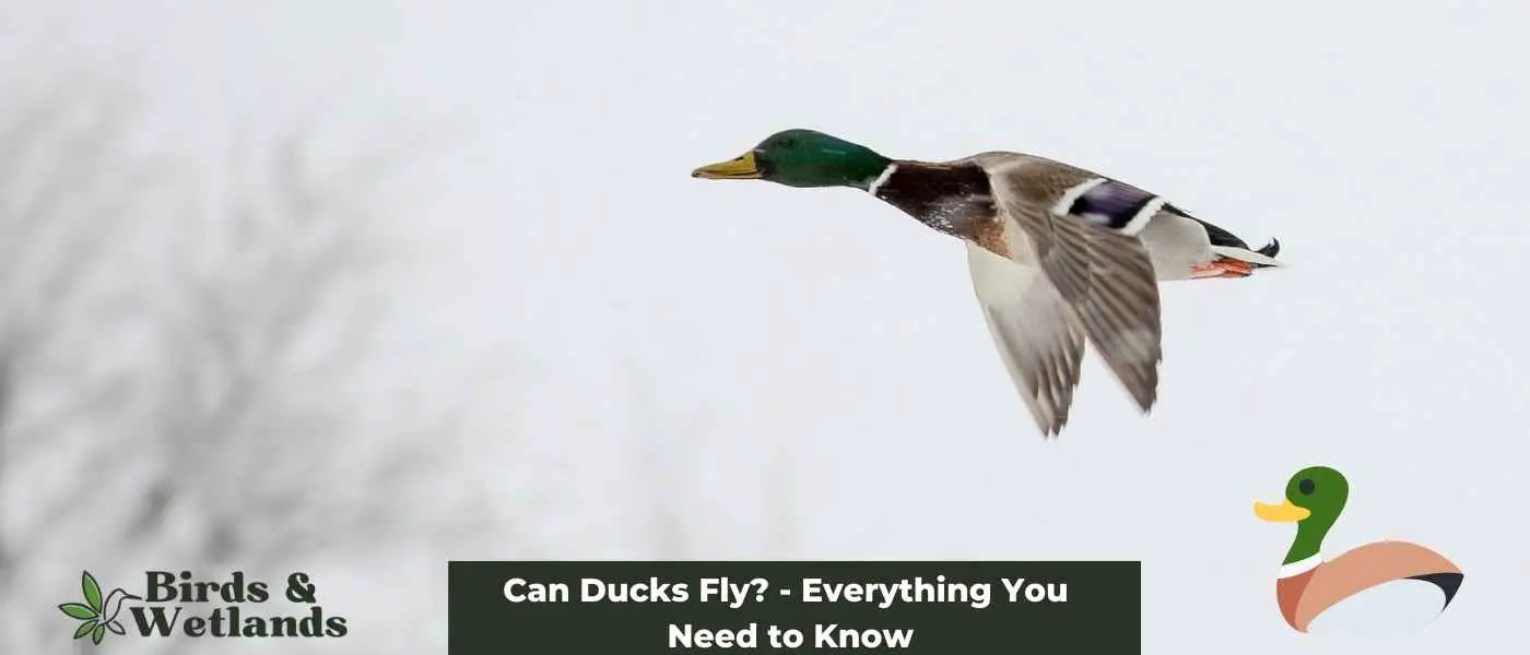 Can Ducks Fly? - Everything You Need to Know