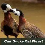 Can Ducks Get Fleas? Understanding Avian Parasites
