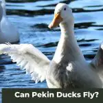 Can Pekin Ducks Fly?